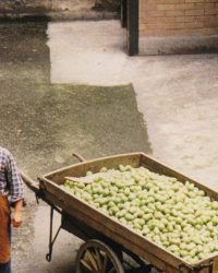 Bốn Mùa Đẩy Xe