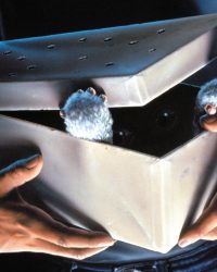Gremlins Gremlins